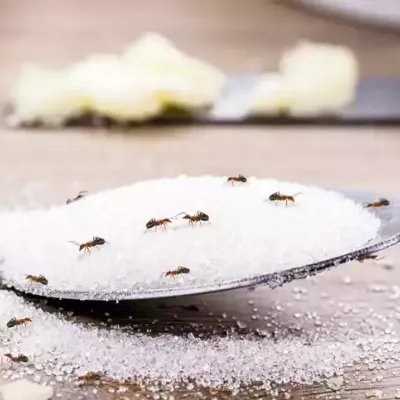 ants-on-sugar