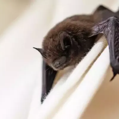 bat-in-house