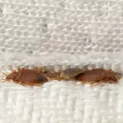 bed-bug