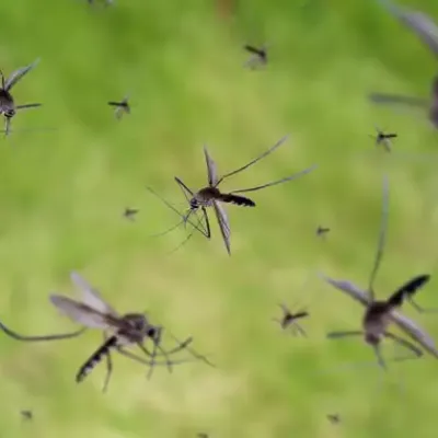 mosquito-flying