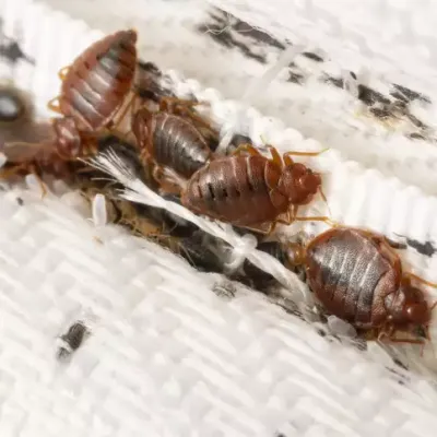 bed-bug-in-matress