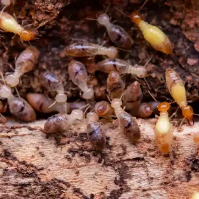termite-cluster