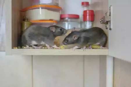 rodents-in-cabinet