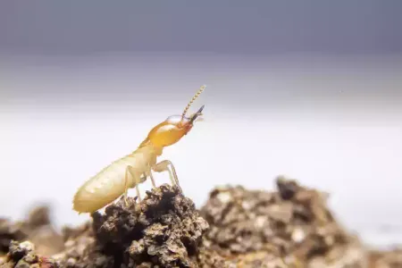 termite-one