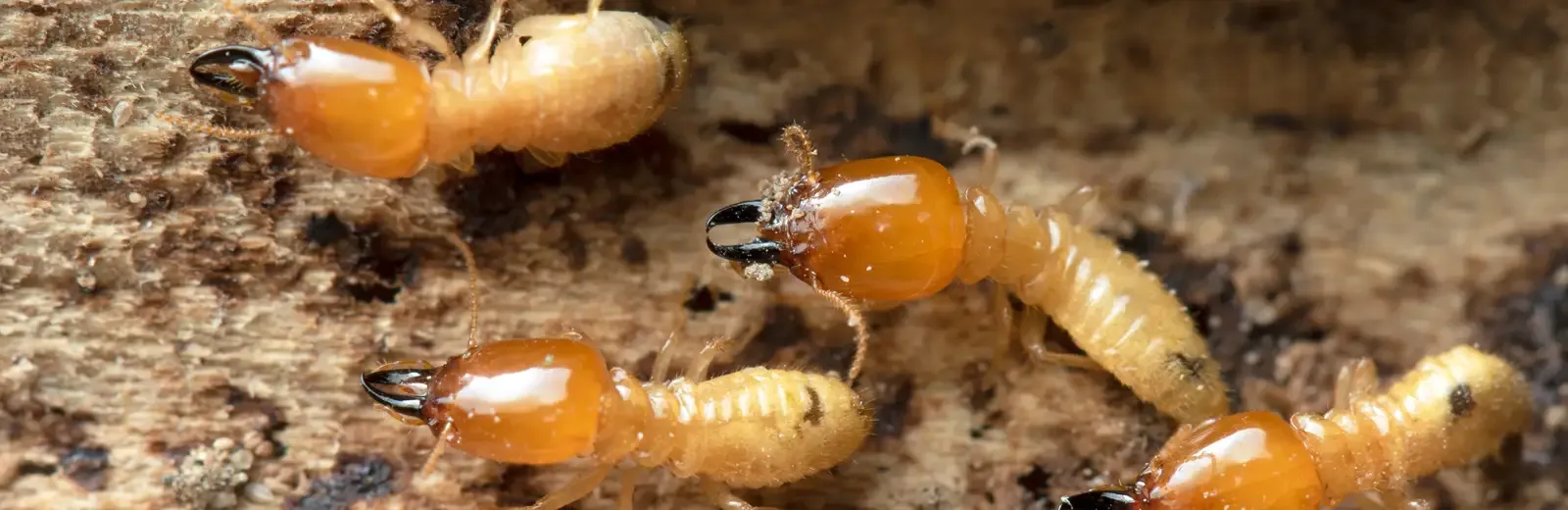 Termites on wood