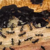 carpenter_ants