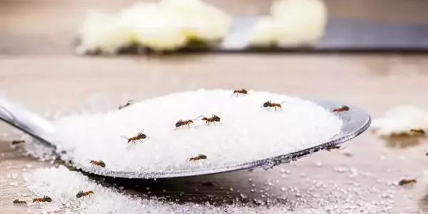 ants-on-sugar