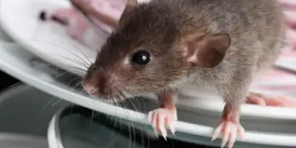 mouse in a kitchen