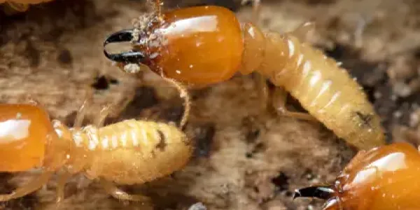 termites on wood